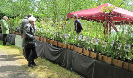 A great range of climbers - clematis, rose, horeysuckle and much more from Roseland House