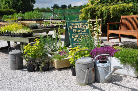 Tissington Nursery is a treasure trove of interesting and unusual plants