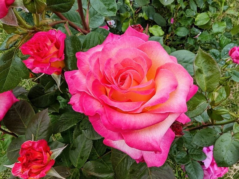 glowing pink rose