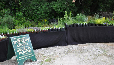 A brilliant display of plants from Tissington Nursery