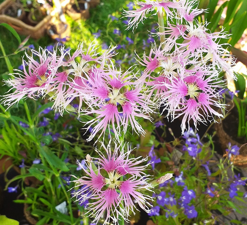 pink frizzy dianthus