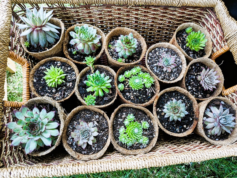 pots of succulents in a basket