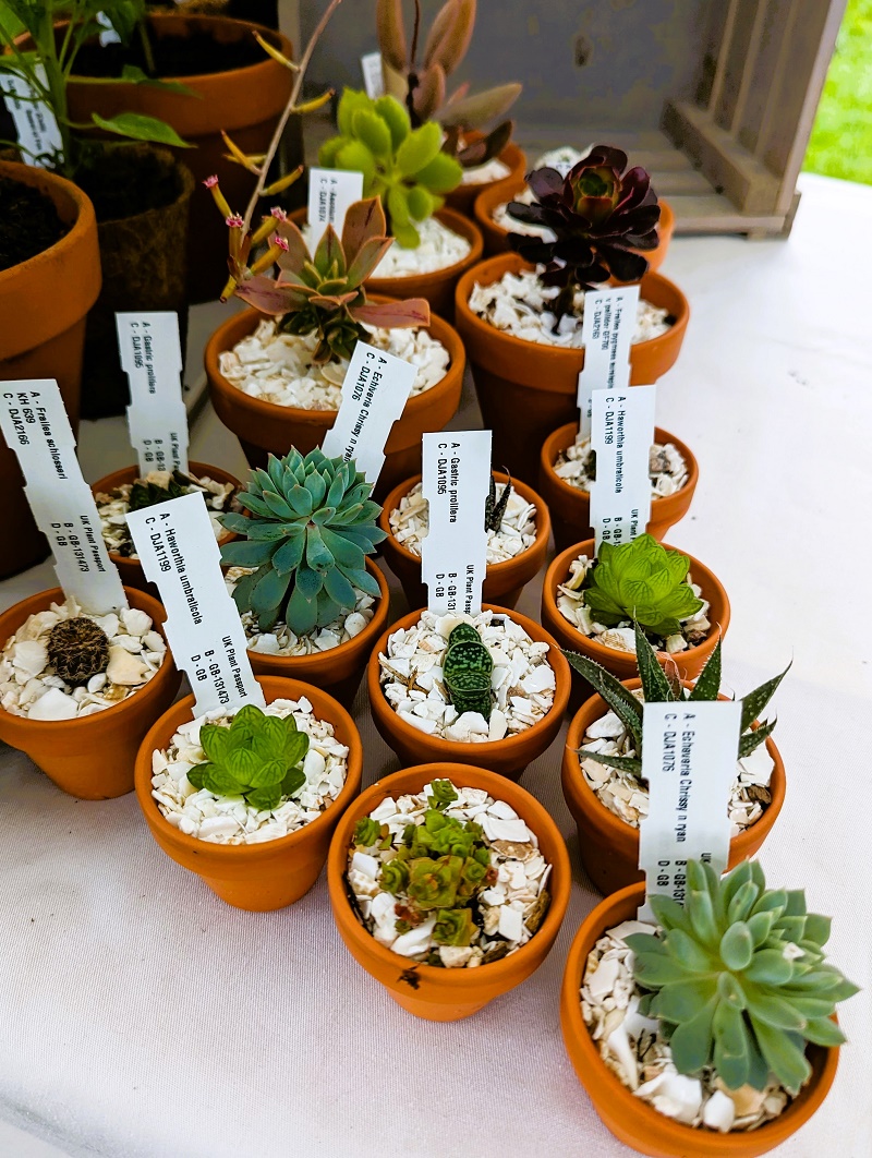cactus plants in pots